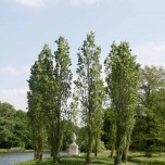 Rousseau-Insel im Wörlitzer Park