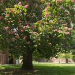 Kastanienbaum an der St.-Petri-Kirche im Wörlitzer Park