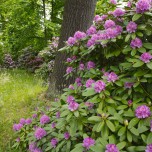Rhododendronhecke