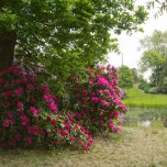 Rhododendron im Wörlitzer Park