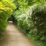 Blühender Gang im Wörlitzer Park