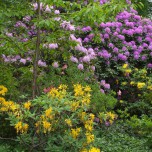 Blütenpracht im Wörlitzer Park