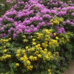 Blütenpracht im Wörlitzer Park