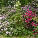 Rhododendron