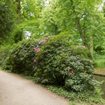 Rhododendron am Kanal